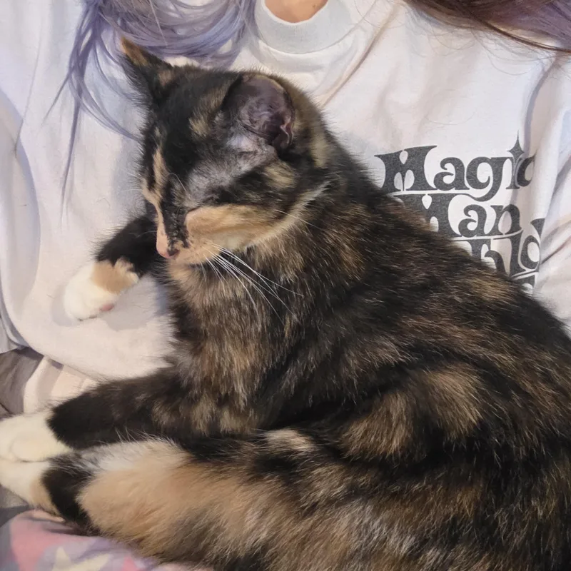 A baby medium-sized female Domestic Short Hair cat named Doris for adoption in Sioux Falls, SD