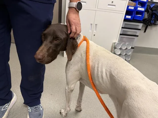 An adult large-sized female Pointer dog named Mavis for adoption in Ontario, CA