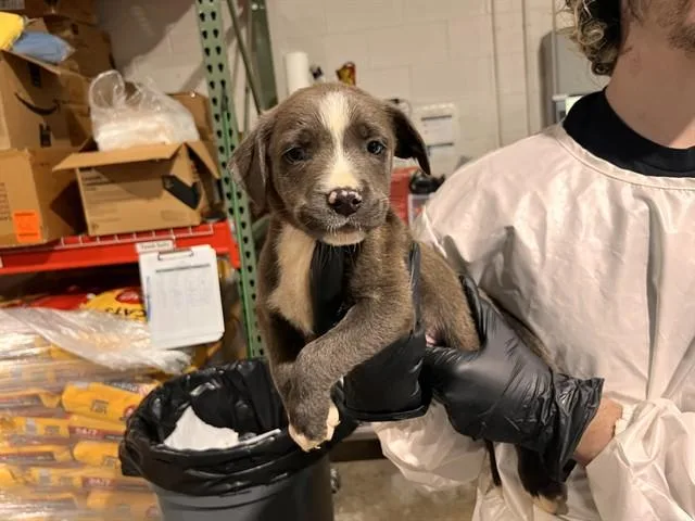 A baby small-sized male Pit Bull Terrier dog named Hoodie for adoption in Colorado Springs, CO