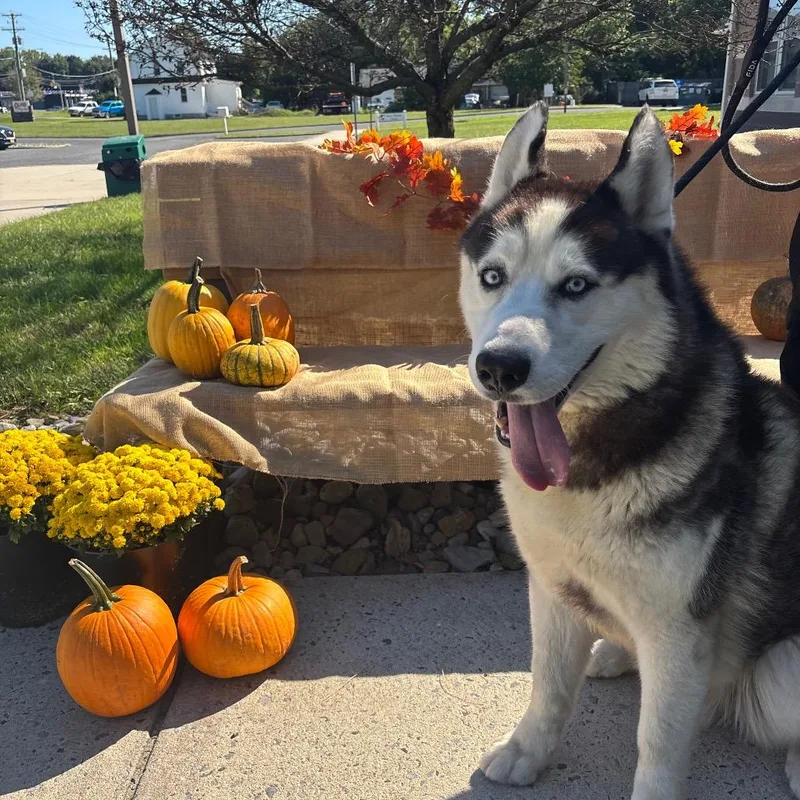 A young large-sized male Black Husky dog named Draco for adoption in Newark, NJ