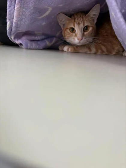 An adult medium-sized female Domestic Short Hair cat named Spice for adoption in Scottsbluff, NE