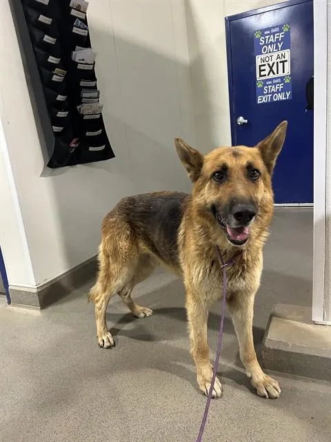 An adult large-sized male Black German Shepherd Dog dog named Chip Urgent And for adoption in Thousand Oaks, CA