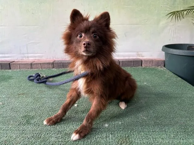 An adult medium-sized male Pomeranian dog named Poppie for adoption in Baldwin Park, CA