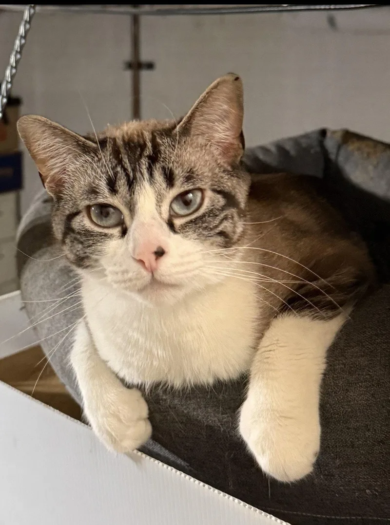 Nicolette thumbnail 2