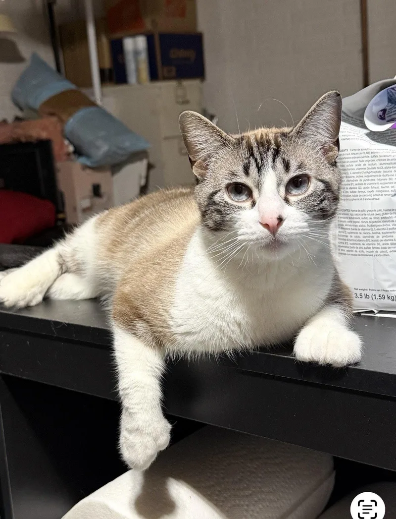 Nicolette thumbnail 3