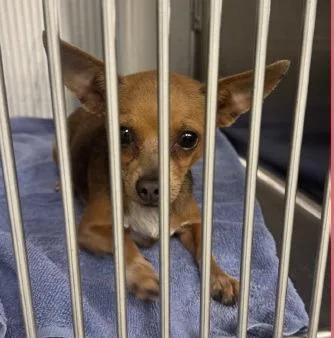 A young small-sized female Chihuahua dog named Tinkerbell for adoption in Thompson Falls, MT