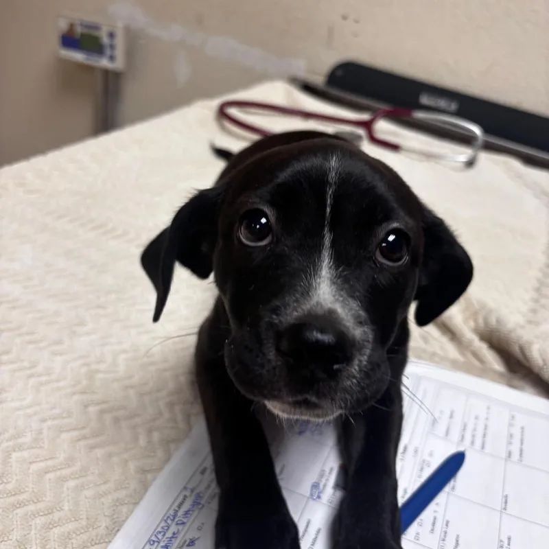 A baby small-sized female Black Pit Bull Terrier dog named Boonana for adoption in Riverside, CA