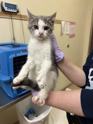 A baby small-sized female Domestic Short Hair cat named Dr Martens for adoption in West Chester, PA