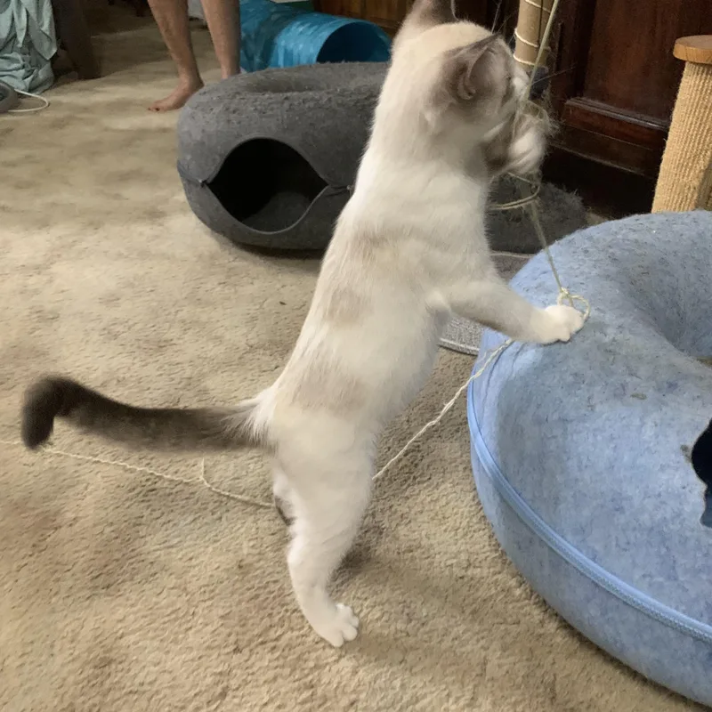 A baby large-sized male Buff & White Domestic Short Hair cat named Cajun for adoption in Alexandria, LA