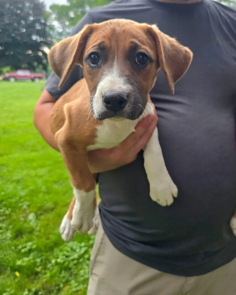 A baby large-sized female Mountain Cur dog named Brooke for adoption in Salamanca, NY