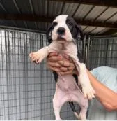 A baby medium-sized male Mixed Breed dog named Checker for adoption in West Chester, PA