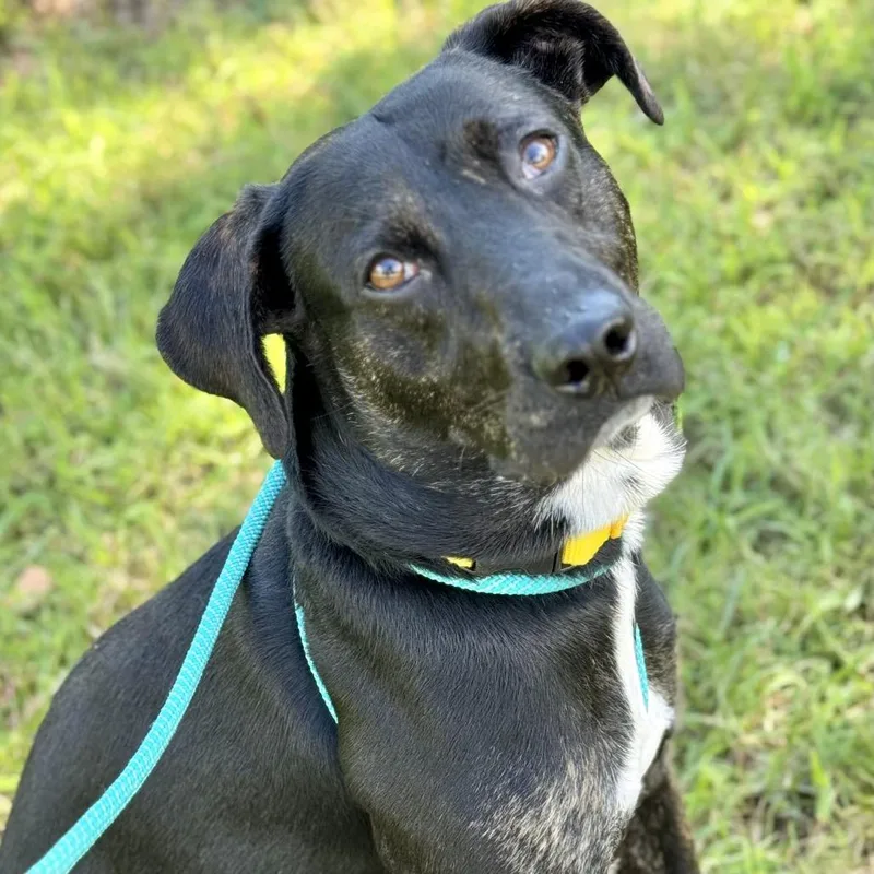 A young medium-sized male Mixed Breed dog named Repertoire for adoption in Asheville, NC