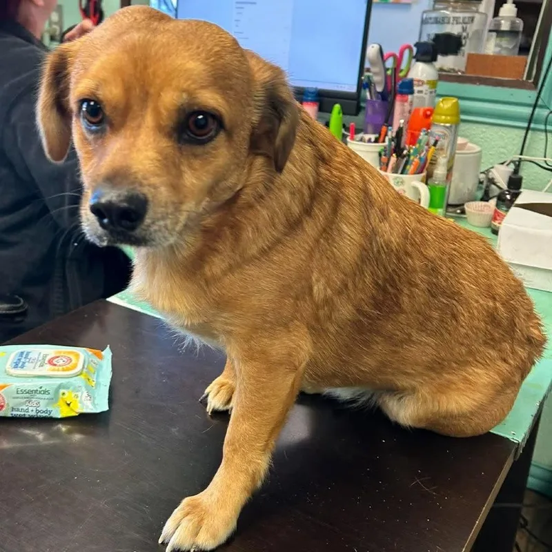 An adult small-sized male Brown / Chocolate Cardigan Welsh Corgi dog named Little Boy for adoption in Madill, OK