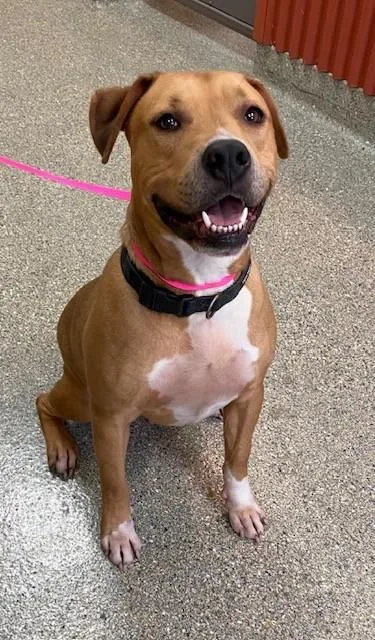 An adult large-sized male Hound dog named Luda for adoption in Kansas City, MO