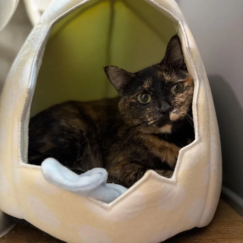 An adult small-sized female Tortoiseshell Domestic Short Hair cat named FOUND Hopkins for adoption in Rochester, MN