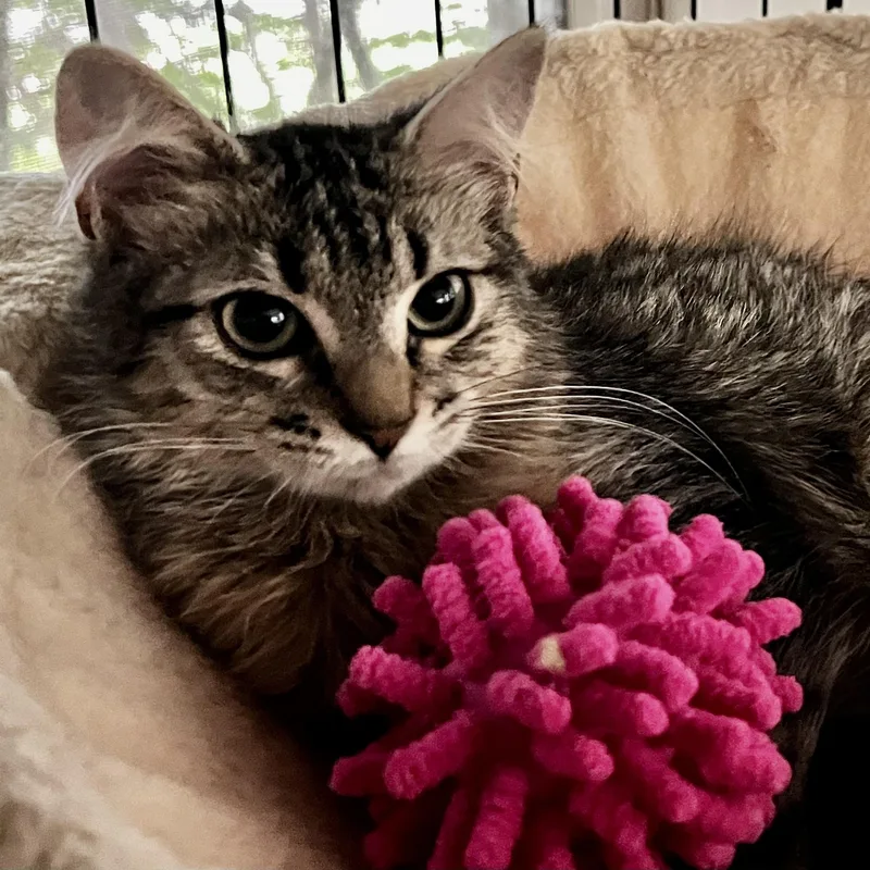 A baby small-sized female Domestic Medium Hair cat named Persephone for adoption in Maplewood, NJ