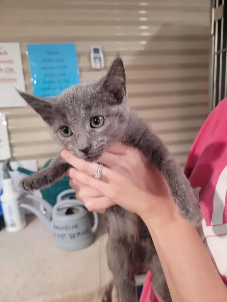 A baby small-sized female Gray / Blue / Silver Domestic Short Hair cat named Tinsel for adoption in Linton, IN