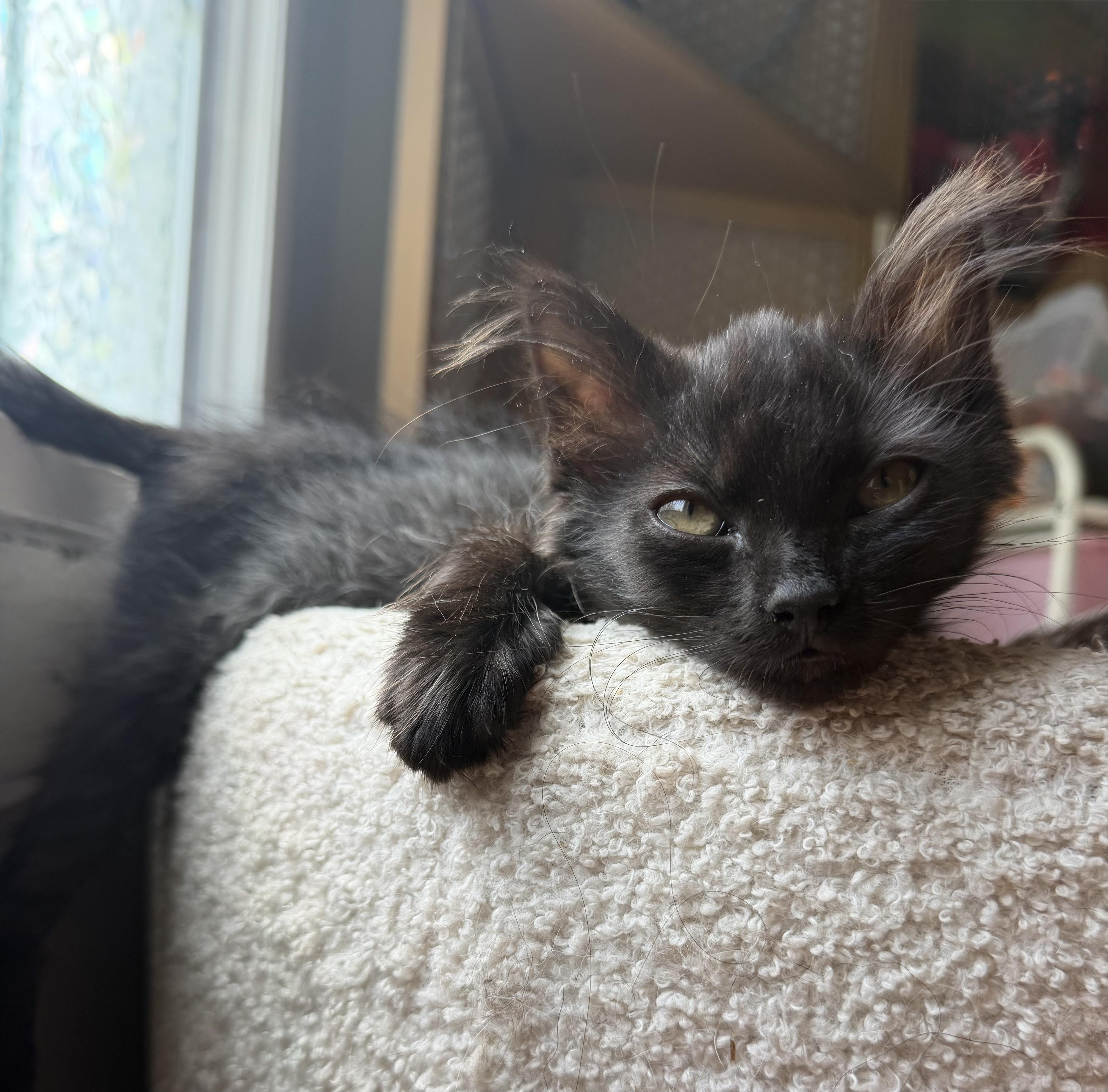 A baby medium-sized male Domestic Long Hair cat named Joey for adoption in Danville, VT