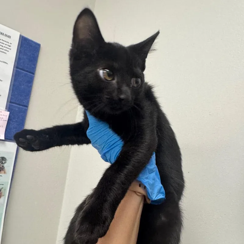 A baby small-sized female Black Domestic Short Hair cat named Expo Marker for adoption in Columbiana, AL