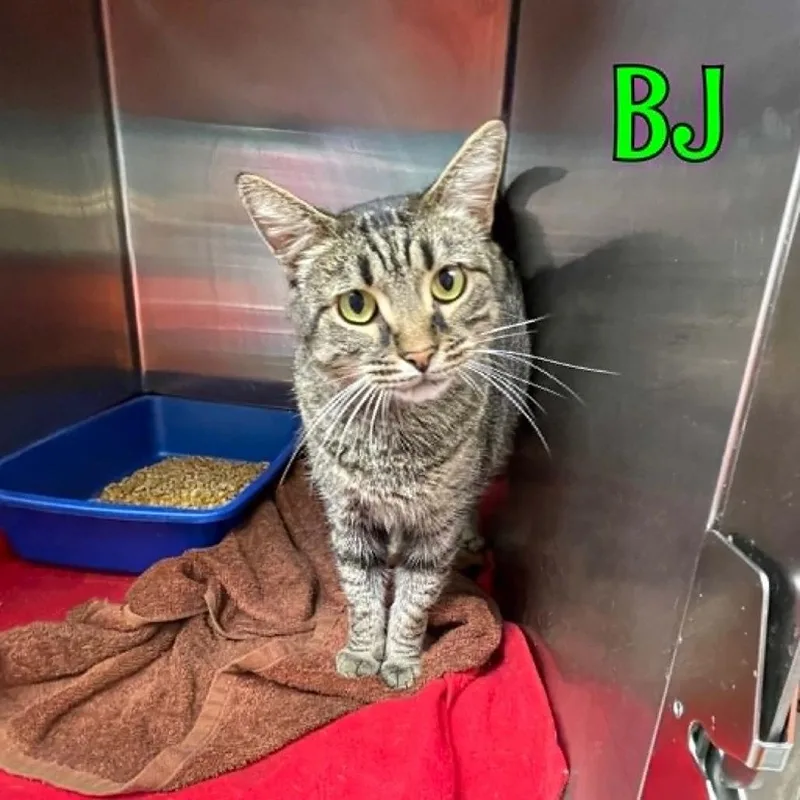 An adult large-sized male Gray / Blue / Silver Domestic Medium Hair cat named Bj for adoption in Oak Ridge, TN