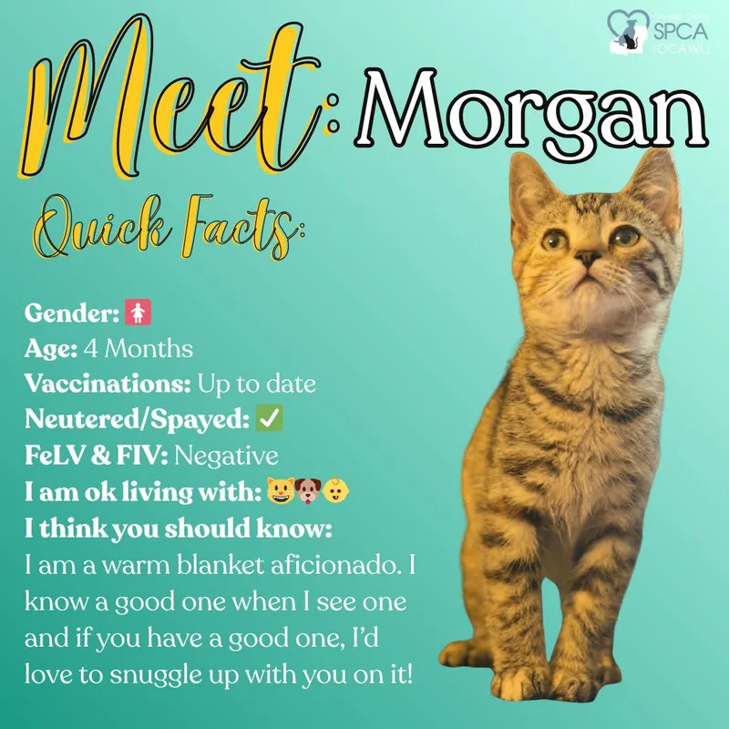 A young small-sized female Tiger cat named Morgan for adoption in Fulton, NY