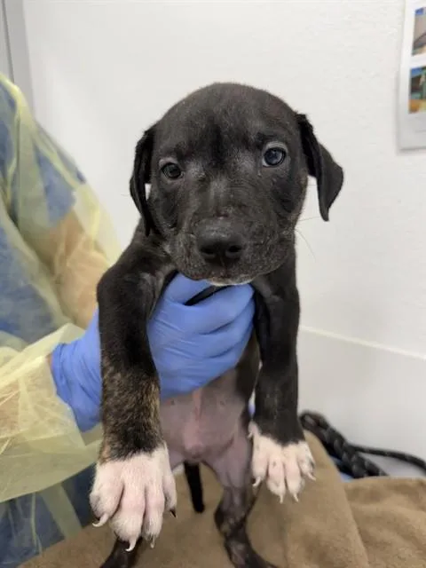 A baby large-sized male Pit Bull Terrier dog named Cider for adoption in Mesa, AZ