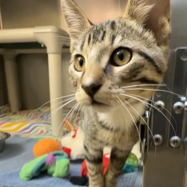 A baby small-sized male Domestic Short Hair cat named Cranberry for adoption in Walnut Creek, CA