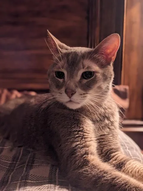 An adult medium-sized male Domestic Short Hair cat named Dandy Horse for adoption in Cincinnati, OH