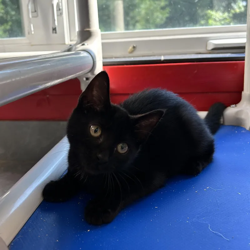 A baby small-sized female Black Domestic Short Hair cat named Iris for adoption in North Haven, CT
