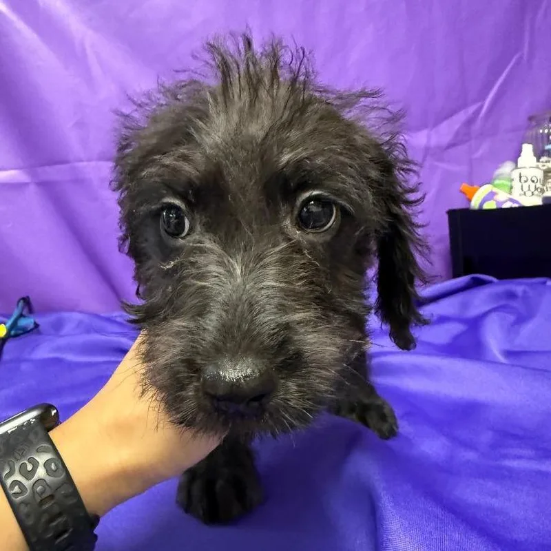 A baby small-sized female Black Pit Bull Terrier dog named Cosette for adoption in North Myrtle Beach, SC