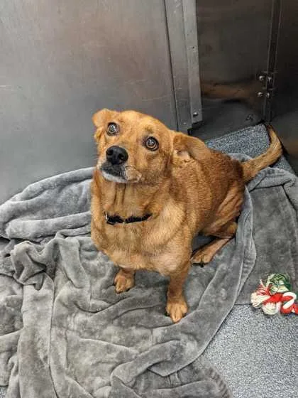 An adult small-sized male Cardigan Welsh Corgi dog named Marley for adoption in Morton Grove, IL
