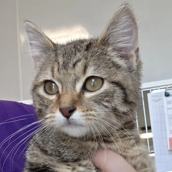 A baby small-sized male Domestic Short Hair cat named Jasper for adoption in Des Moines, IA