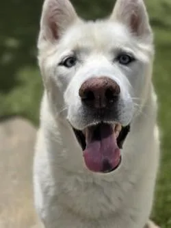 An adult large-sized male Siberian Husky dog named Ghost for adoption in Savannah, GA