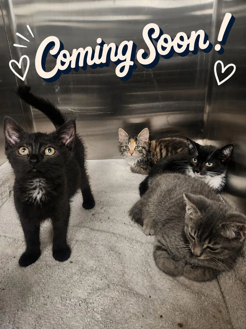 A baby medium-sized male Domestic Short Hair cat named Cirra  Tempest  for adoption in Hagerstown, MD