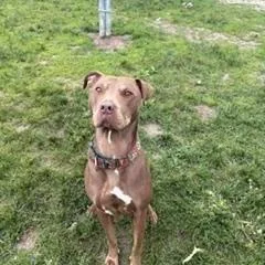 Gracie