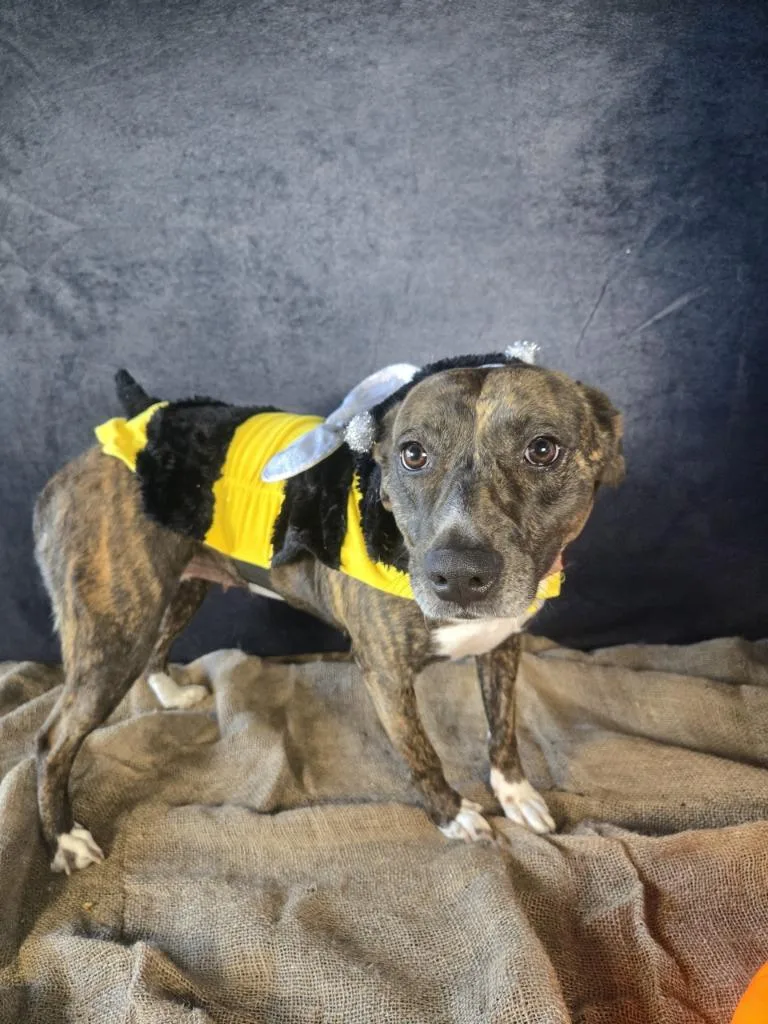A young medium-sized female Mixed Breed dog named Sweet Tart for adoption in Ruston, LA