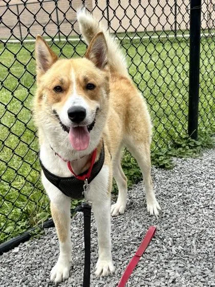 An adult large-sized male Siberian Husky dog named Colby for adoption in Cincinnati, OH
