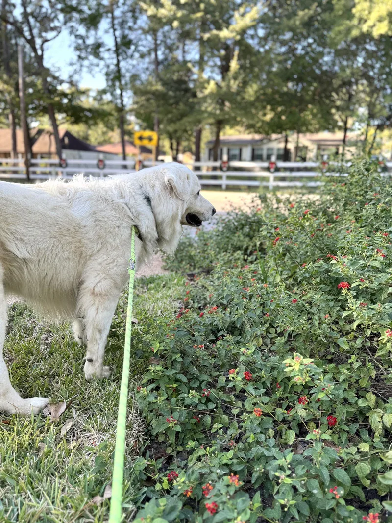 A young large-sized male Great Pyrenees dog named Sir Kingsley for adoption in Spring, TX