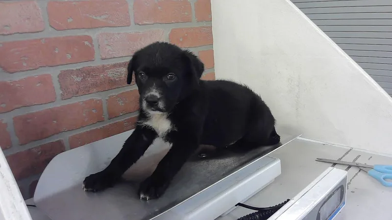 A baby small-sized male Labrador Retriever dog named Michael for adoption in Houston, TX