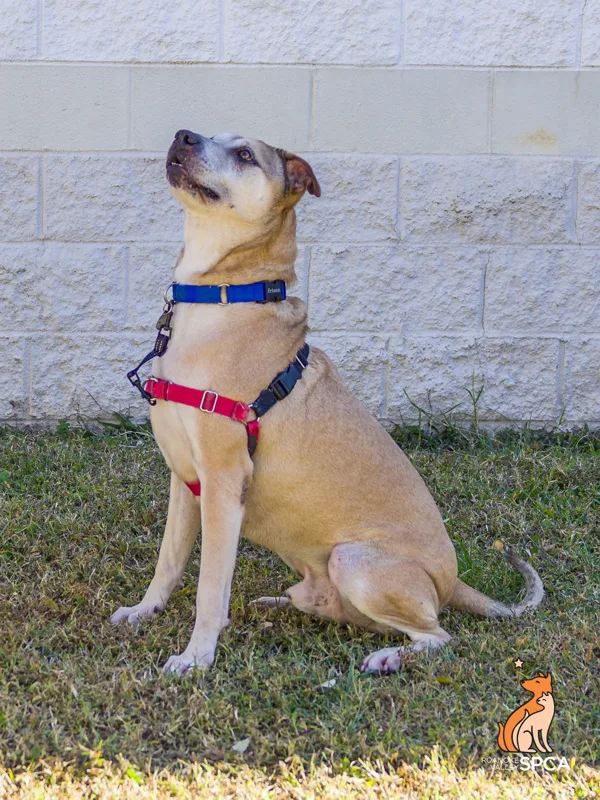 An adult medium-sized male Labrador Retriever dog named Clarence for adoption in Roanoke, VA
