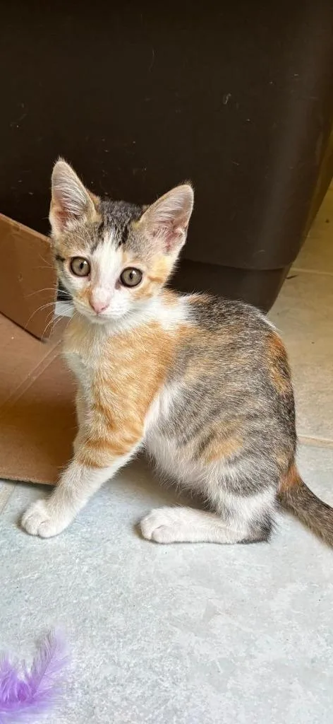 A baby small-sized female Domestic Short Hair cat named Luella for adoption in New Braunfels, TX