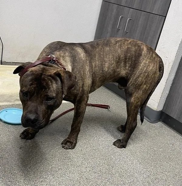 A young extra large-sized male Pit Bull Terrier dog named Andreas for adoption in Escondido, CA