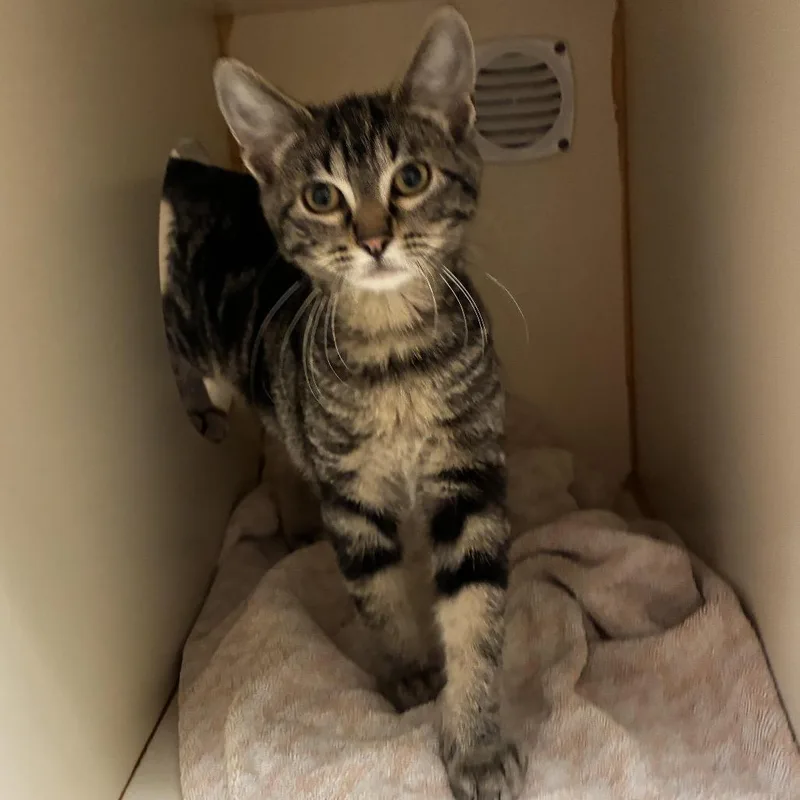 A baby small-sized male Brown / Chocolate Domestic Short Hair cat named Orzo for adoption in South Elgin, IL