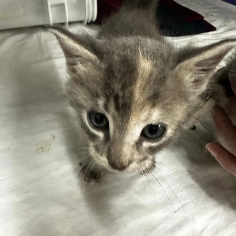 A baby small-sized female Domestic Short Hair cat named Moe for adoption in Manhattan, KS