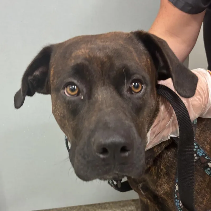 An adult large-sized female Brown / Chocolate Mixed Breed dog named Anna for adoption in Jacksonville, FL
