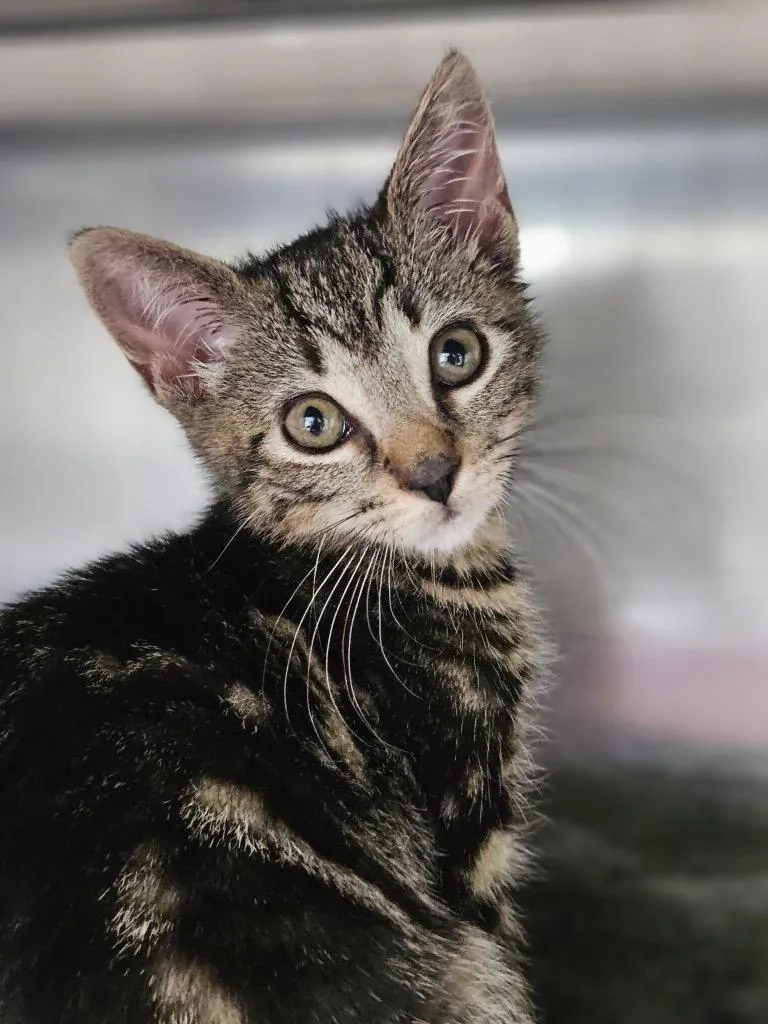 A baby medium-sized female Domestic Short Hair cat named Contra for adoption in Pomona, NY