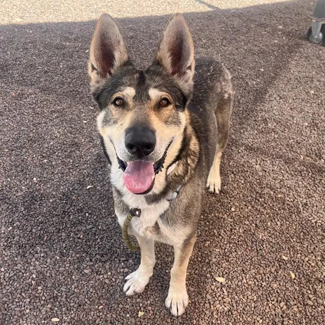An adult large-sized male German Shepherd Dog dog named Mr Smith for adoption in Mesa, AZ