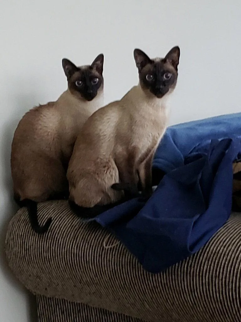 A senior medium-sized male Siamese cat named Shamrock And Chopstick for adoption in Wheaton, IL