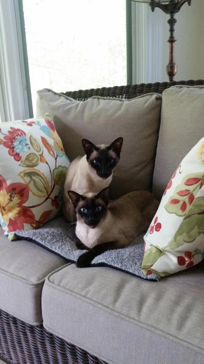 Shamrock And Chopstick thumbnail 2