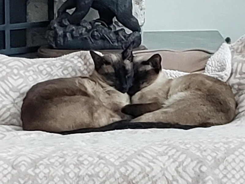 Shamrock And Chopstick thumbnail 3